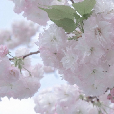 美姑FurryQQ群介绍